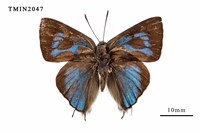 藏品(鈿灰蝶)的圖片